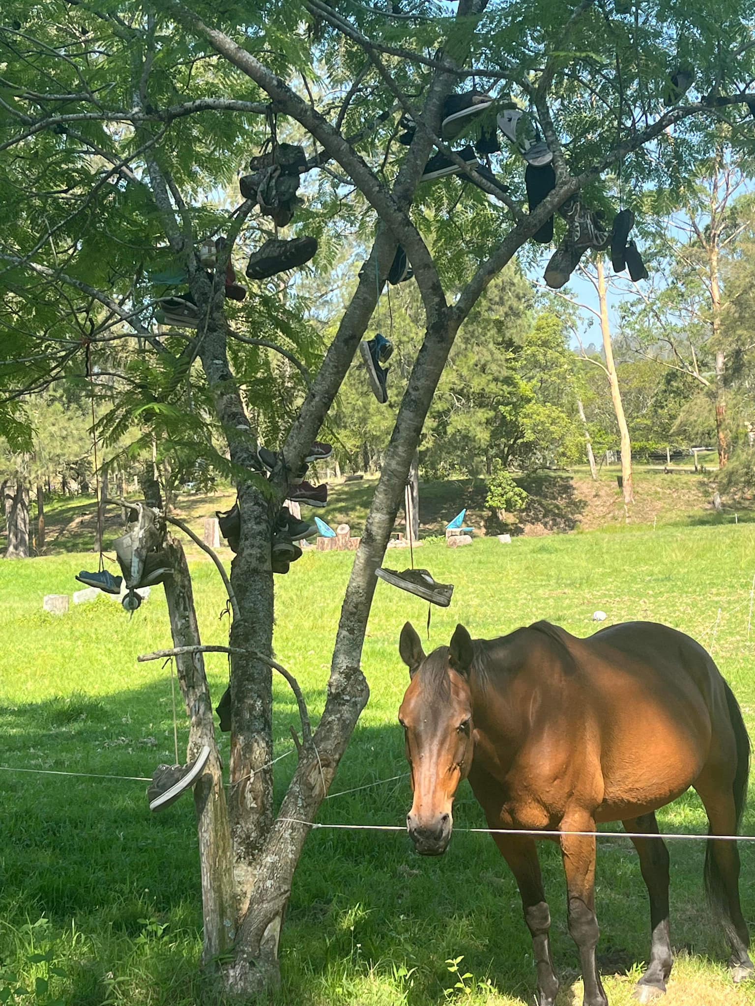 Shoe Tree